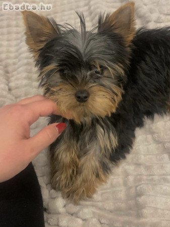 Yorkshire terriers for sale