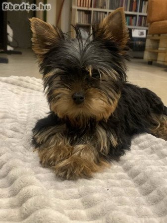 Yorkshire terriers for sale