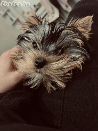 Yorkshire terriers for sale