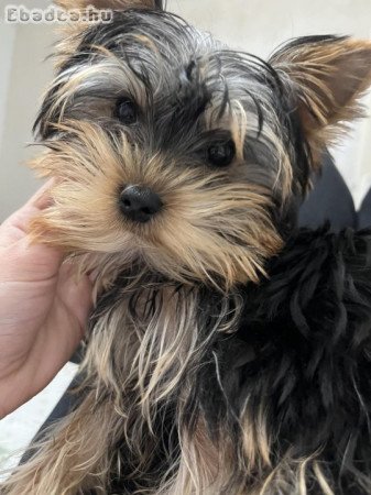 Yorkshire terriers for sale