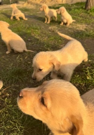 Labrador Retriever