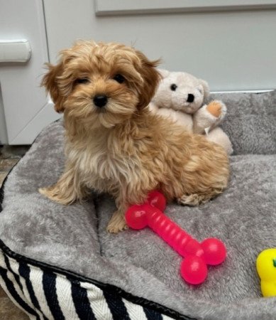 Maltipoo