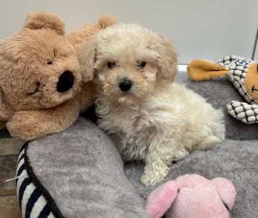 Maltipoo