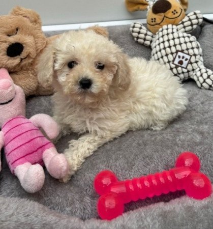 Maltipoo