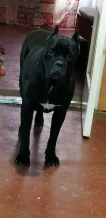 Cane Corso