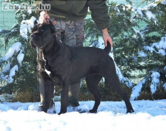 Cane corso kölyök kutya