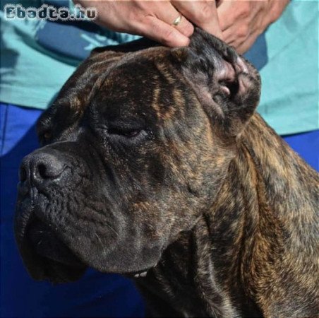 Cane corso kölyök kutya