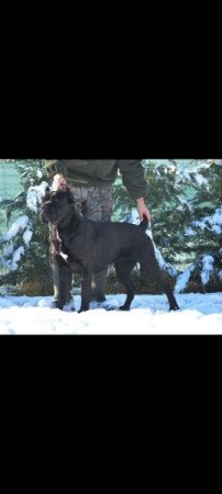 Cane corso