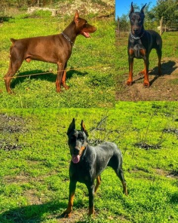 Dobermann