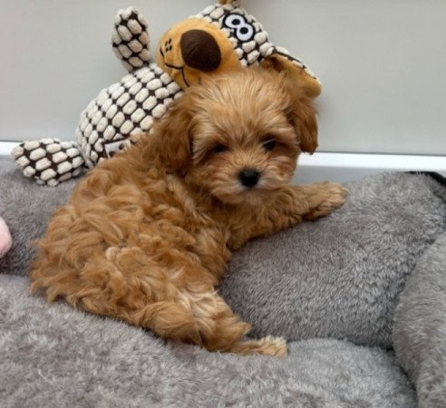 Maltipoo