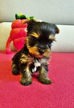 yorkshire terrier