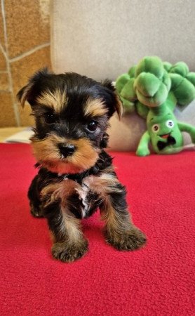 yorkshire terrier