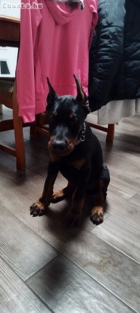 Dobermann kan kölyök