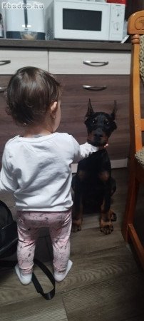 Dobermann kan kölyök