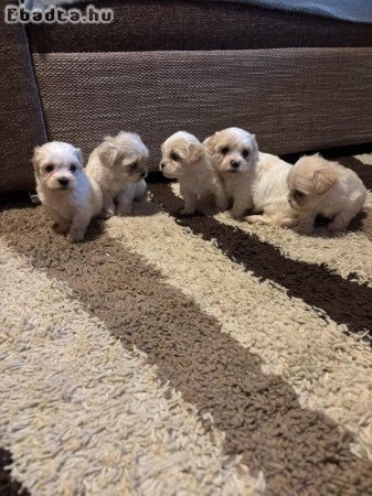 Bichon Havanese