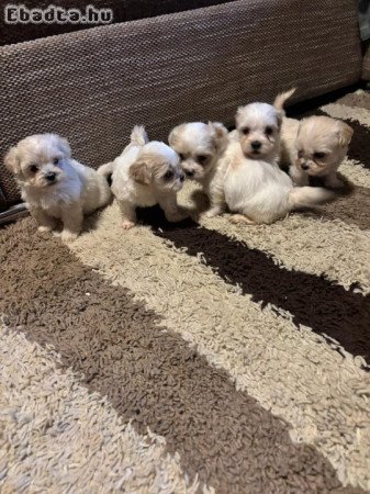 Bichon Havanese