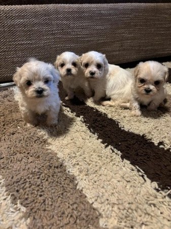 Bichon Havanese