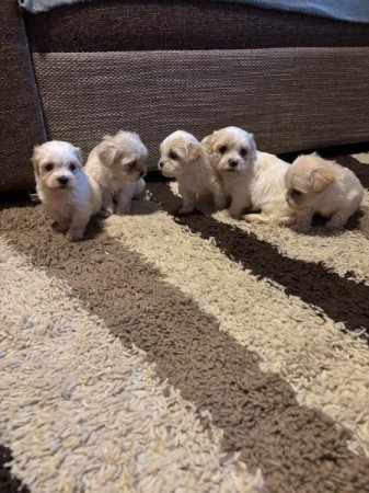 Bichon Havanese