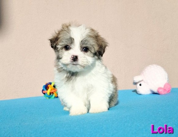 Bichon havanese