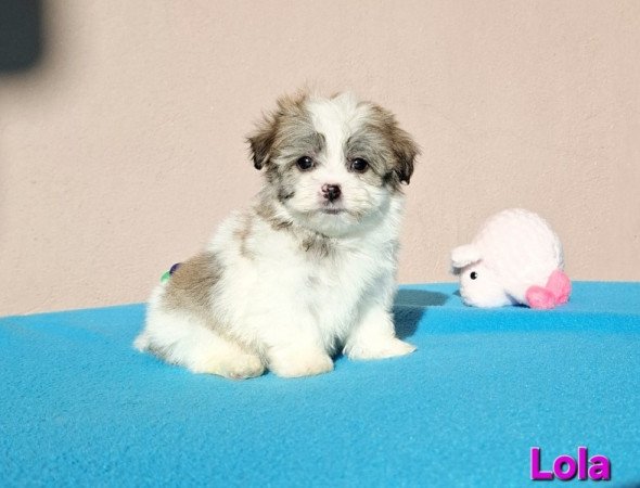 Bichon havanese