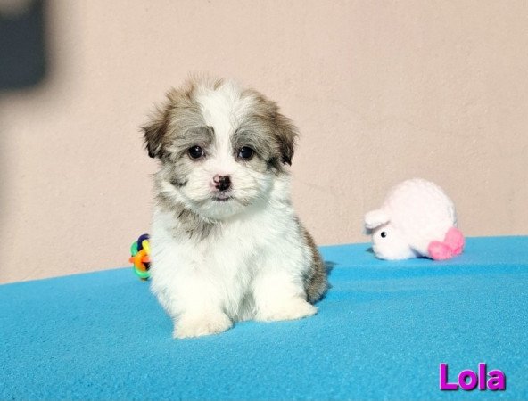 Bichon havanese