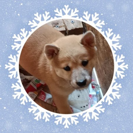 Shiba inu