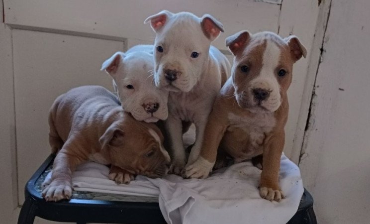 Amerikai staffordshire terrier