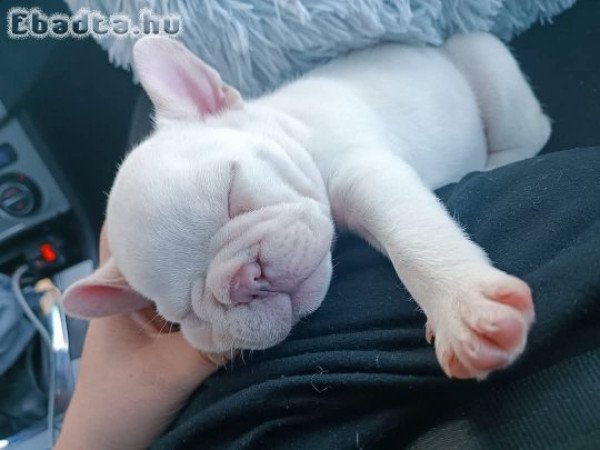 Francia bulldog kiskutya