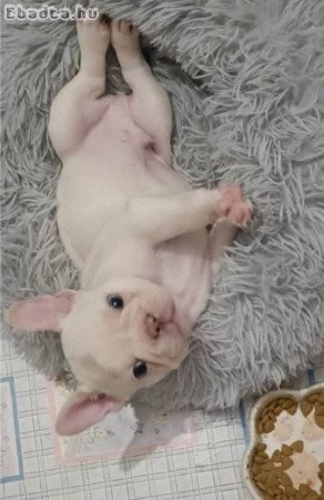 Francia bulldog kiskutya