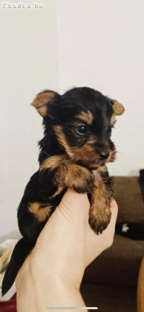 Yorkshire Terrier kisfiú