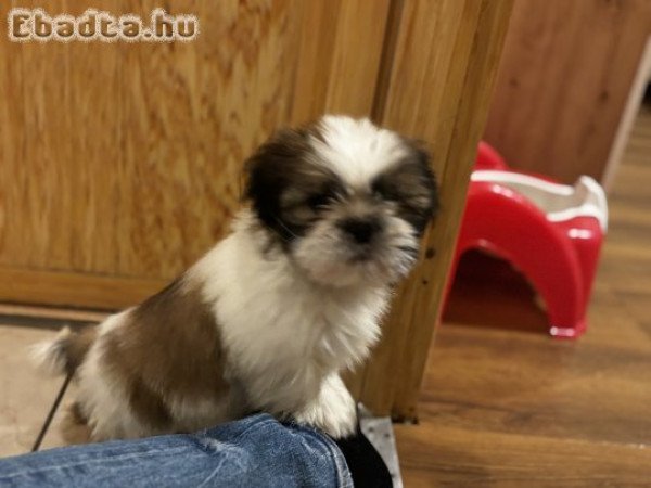 Shih tzu kan 9 hetes