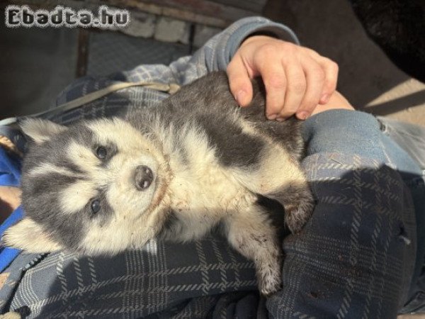 Eladó gyönyörű  6 hetes husky kutyusok