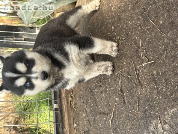 Eladó gyönyörű  6 hetes husky kutyusok