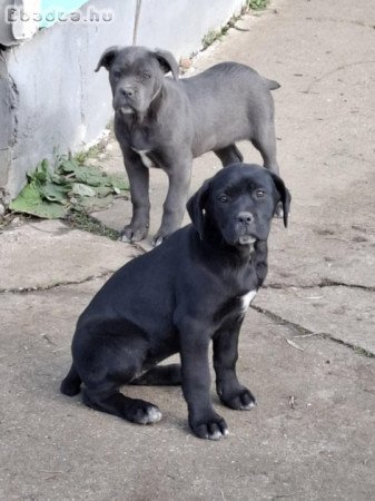 Cane corso fekete szuka