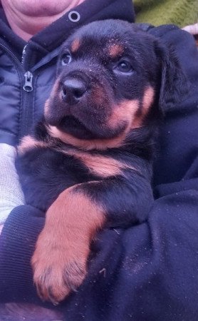 Rottweiler