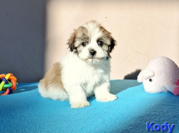 Bichon havanese