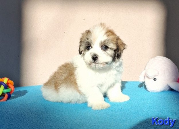 Bichon havanese