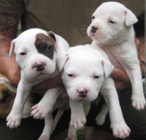 Staffordshire terrier