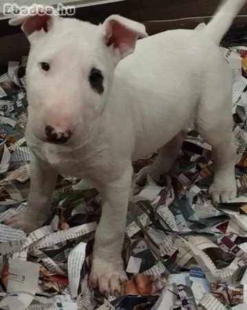 Minőségi bullterrier kiskutya eladó