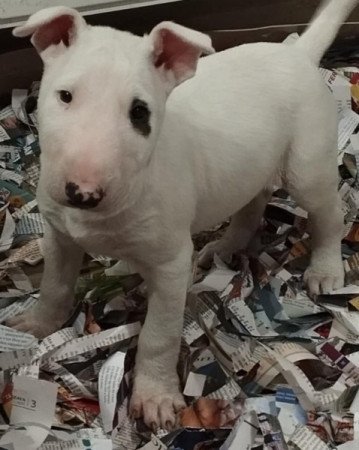 Bullterrier