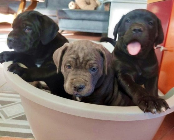 Cane Corso