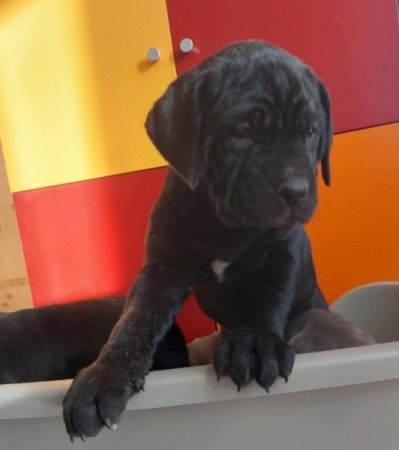 Cane Corso