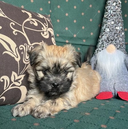 bichon havanese