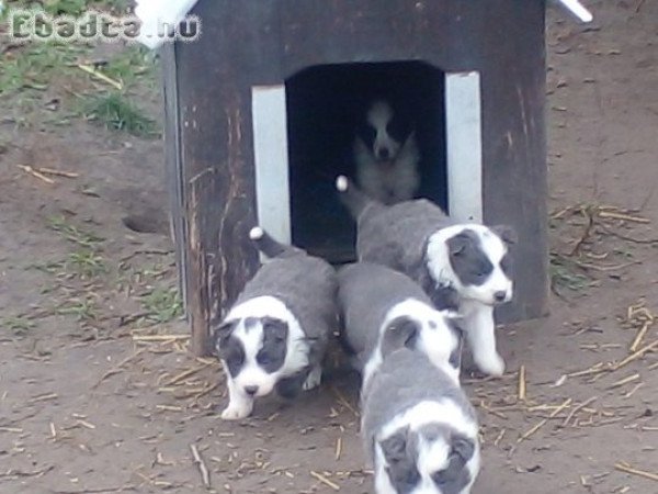 Bolder Collie kiskutyák eladók!