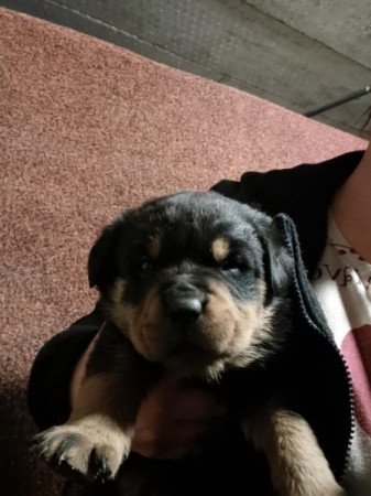 Rottweiler