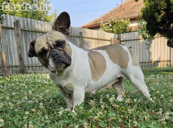 Francia bulldog szuka kutyus