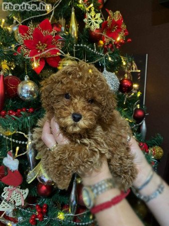 Red miniature poodles