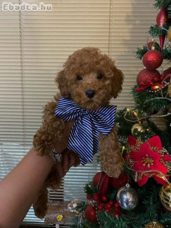 Red miniature poodles