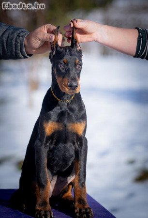 DOBERMAN PUPPY