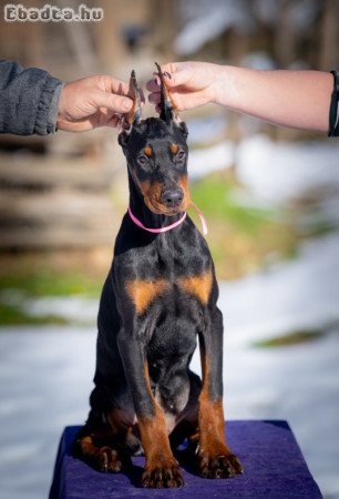 DOBERMAN PUPPY